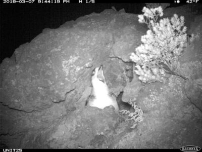 Event to spotlight endangered seabird
